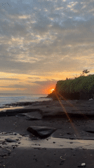 Dogs play on volcanic beach at sunset in Kediri