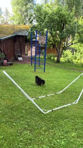 A black and white dog stands on a lush green lawn. In the background, a wooden building with a moss-covered roof is visible, along with a blue jungle gym and trees. In the foreground, a white net structure lies on the grass.