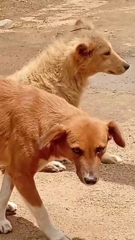 Two dogs are in an outdoor, dirt area. One dog, a light brown and white mixed breed, walks towards the camera from left to right, its head down. The second dog, a shaggy, light brown dog, sits on the ground facing right, scratching itself with its hind leg. The background consists of dirt and some blurred green foliage.