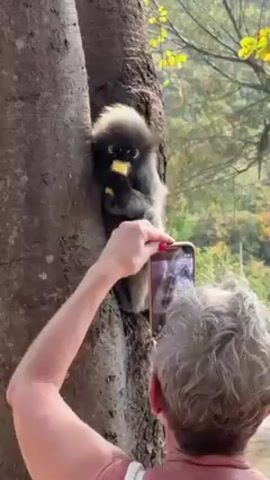 A person with gray hair is holding a smartphone up to take a photo of a spectacled langur monkey perched on the trunk of a tree. The monkey has gray fur and distinctive black markings around its eyes, and it appears to be eating something yellow. The camera is pointed towards the monkey, which is looking in the direction of the camera. The tree has a rough, textured bark. The background includes some greenery and hints of buildings in the distance.