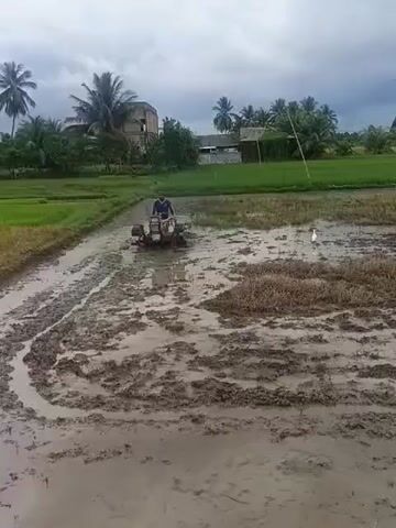 A person is operating a small tiller in a muddy field. The tiller is churning up the soil, creating tracks in the mud. In the background, there are trees and some buildings. A white bird is visible in the field to the right of the tiller. The sky is overcast.