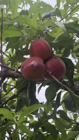 This media file shows a close-up view of three ripe peaches hanging from a tree branch, surrounded by green leaves. The peaches are a vibrant reddish-pink color, with some showing signs of ripeness like slight indentations or marks. The texture of the peaches appears smooth and slightly fuzzy. The background is out of focus, showing more green foliage and hints of a bright, overcast sky, suggesting it might be daytime with cloudy weather. The image conveys a sense of natural abundance and the simple beauty of ripening fruit. No people are visible in the media. The setting is clearly an orchard or a garden where peach trees are cultivated. There is no visible text in the media file.