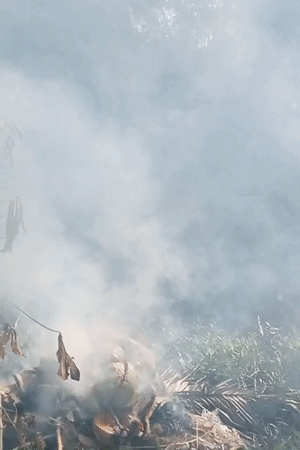 Rural morning scenes documented in Keudekrueng, Indonesia