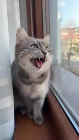 A gray tabby cat is sitting on a wooden windowsill, next to a white curtain, looking out the window. The cat opens its mouth and bares its teeth. Outside, a tree with red leaves can be seen. The cat shakes its head.