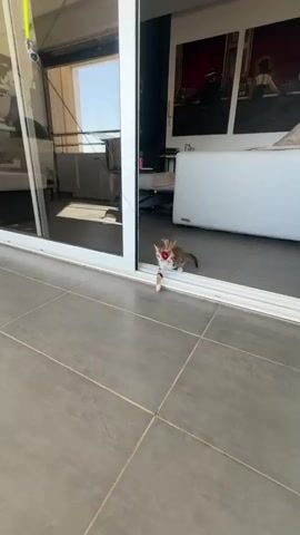 A tiny, calico kitten wearing a red collar is playing with a toy mouse attached to a string. The kitten is standing on a tiled patio, partially inside an apartment through a sliding glass door. A bright yellow and orange string with a red and brown toy mouse dangles in front of the kitten, held by an unseen person outside the frame. The kitten is focused on the toy, its tail raised in play. The background of the apartment is blurred, showing furniture and artwork. The sunlight casts shadows on the patio tiles.