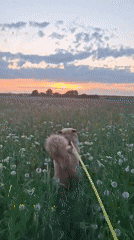Dog walks and bird rescue captured in Russian countryside