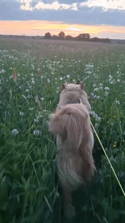Dog walks and bird rescue captured in Russian countryside