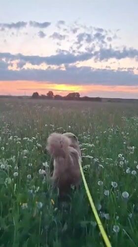 Dog walks and bird rescue captured in Russian countryside