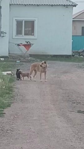 The video shows two dogs in an outdoor setting. A larger tan dog stands in the middle of a dirt path, facing the camera. To its left and slightly in front, a smaller tan and black dog is facing away from the camera. Behind the dogs is a light-colored building with a window. There is also some outdoor furniture visible on the porch of the building. The environment appears to be a rural or suburban area.