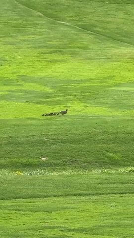The video shows a duck and several ducklings walking in a line across a grassy field. The field appears to be a golf course, as indicated by the well-maintained green grass and the subtle undulations in the terrain. The ducklings are moving behind the mother duck, and they are all walking in the same direction. The lighting suggests it is daytime.