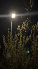 Man climbs tree at night under street lamp illumination
