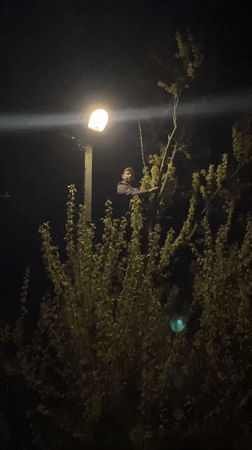 Man climbs tree at night under street lamp illumination