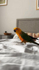 Child and Sun Conure parrot share morning moments in Khimki bedroom