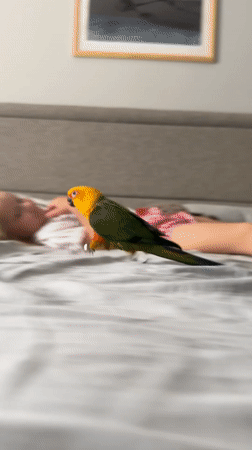 Child and Sun Conure parrot share morning moments in Khimki bedroom