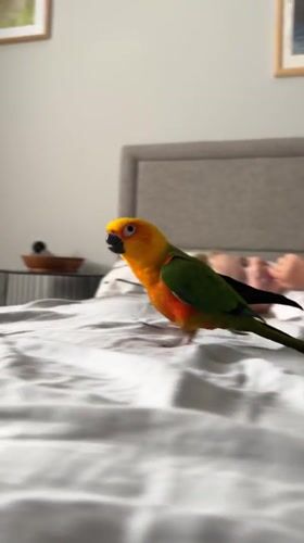 Child and Sun Conure parrot share morning moments in Khimki bedroom