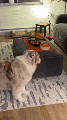 Late night food prep and pet feeding in Laval home