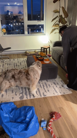 Late night food prep and pet feeding in Laval home