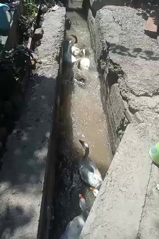 The video shows a line of geese swimming in a narrow, concrete ditch filled with murky water. The geese are of various colors, including white and grey. Some of the geese have their heads submerged in the water, and others are looking around. The ditch appears to be outdoors, with some vegetation visible on the left side of the frame. The lighting suggests it is daytime. There are no people visible in the video.