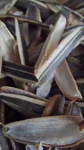 The video is a close-up, top-down shot of a pile of discarded sunflower seed shells. The shells are mostly light tan with black stripes. Some are whole, while others are cracked or broken. The lighting is somewhat dim, and the focus is slightly soft, giving the image a somewhat grainy appearance. The background is entirely filled with the shells, creating a dense, textured surface. There are no people or other objects visible in the frame. The motion is minimal, with a slight, almost imperceptible movement of the camera or the shells themselves, creating a subtle shift in focus and perspective.