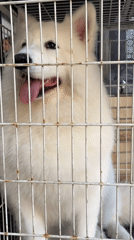 Samoyed in a cage, São Paulo street scenes, sunny afternoon