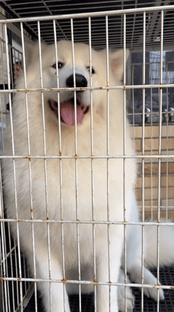 Samoyed in a cage, São Paulo street scenes, sunny afternoon