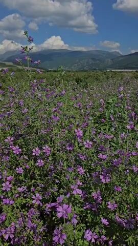 A vertical video shows a field of purple wildflowers in the foreground. The flowers are dense and reach up towards the middle of the frame. In the background, there are green rolling hills and mountains under a blue sky with scattered white clouds. The camera appears to be static.