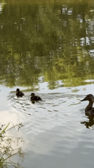 Mallard family paddling a quiet pond in Voeikovo