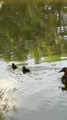 Mallard family paddling a quiet pond in Voeikovo