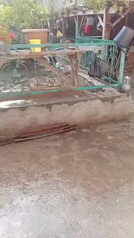 This video depicts a yard in Kojo-Aryk, Kyrgyzstan, during what appears to be a rainy day. The scene is set outdoors, with a focus on a concrete patio area that is wet from the rain, showing visible ripples from falling drops. Beyond the patio, there is a railing and a wooden table, cluttered with various objects including a yellow bucket, a brown planter with red flowers, and other unidentifiable items.

In the background, a lush green landscape unfolds, dominated by tall, slender trees and dense foliage. A rustic wooden structure, possibly a shed or part of a house, is visible on the right side of the frame. The overall impression is of a rural or semi-rural setting.

The weather is clearly overcast and raining, creating a damp atmosphere. The sunlight struggles to break through the clouds, as indicated by the bright, hazy sky. The time of day is likely daytime, given the natural light. There are no people visible in the video, and the focus is on the environment and the ongoing rainfall. The mood is calm and perhaps a bit somber due to the weather. No text is visible in the video.
