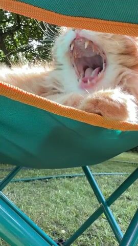 An orange fluffy cat is sleeping in a hammock chair outdoors on a sunny day. The cat is mostly asleep, with its eyes closed, but its tongue is sticking out slightly. The cat's fur is orange and white, and it appears to be a long-haired breed. The hammock chair is green and orange, and it is set up on a grassy lawn. There are trees in the background. The video is filmed from a low angle, looking up at the cat. The cat begins to lick its paw.