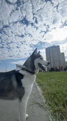 Blue-eyed husky spotted on suburban sidewalk under cloudy skies