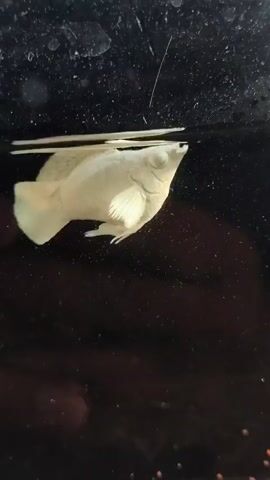 A white fish is swimming in a tank. The fish appears to be healthy and active. The tank is clean and well-maintained. The water is clear and there are no signs of stress on the fish.