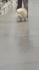 Person walks Pomeranian through store, documents indoor plant scenes