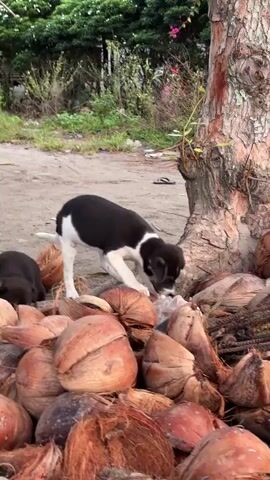 Two puppies are exploring a pile of coconuts. One puppy, mostly black with white markings on its chest and paws, is standing and sniffing at something near the coconuts. The other puppy, mostly dark brown, is lying down among the coconuts and looking towards the other puppy. The scene appears to be outdoors, with dirt ground and some green foliage in the background.