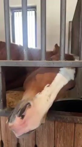 A horse inside a wooden and metal stall has its head pushed through the space between the bottom wooden plank and the metal bars above. The horse’s face is brown and white. It is looking directly at the camera. Hay lines the stall floor.
