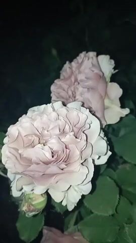This is a close-up video of several pale pink roses with dark green leaves. The roses are in various stages of bloom, with some fully open and others still budding. The lighting is dim, suggesting the video was filmed at night or in a shaded area. The focus is on the texture and delicate colors of the petals.