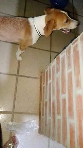 A dog with brown and white markings and a silver collar stands on a tiled floor next to a brick wall. Its mouth is open, and it appears to be panting. A person's feet, wearing sandals, are visible in the lower left corner of the frame. There is also a plastic bag on the floor near the dog.