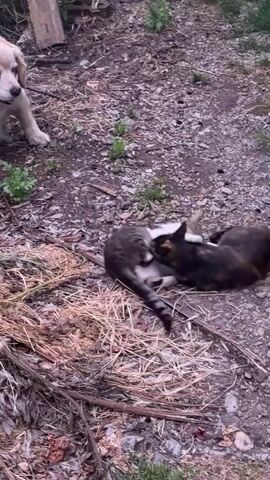 A dog is partially visible in the upper left corner of the frame, its head and front legs in view. In the center of the frame, two cats are engaged in a physical interaction on the ground. One cat, a tabby and white, is lying on its back with its paws in the air. It is looking towards the other cat. The second cat, a calico, is partially visible, facing the tabby cat and appears to be interacting with it. The ground is covered with dirt, gravel, and dry grass. In the background, there is some green foliage and a wooden structure on the right side. The lighting suggests it is either dusk or a shaded area.