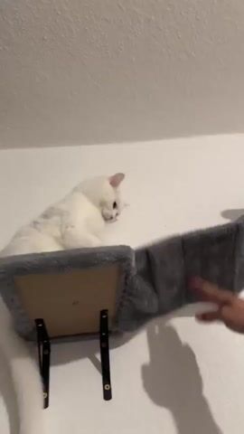 The video captures an indoor interaction between a white cat and a human hand in what appears to be a home in Arzberg, Germany. The scene is dominated by a plain white wall, against which a gray, plush, wall-mounted cat shelf or hammock is installed.

A fluffy white cat, featuring distinctive dark eyes, is comfortably perched on the elevated cat shelf. The cat is positioned towards the left of the frame, looking down and to the right. A human hand enters the frame from the right side, gently tapping and pressing on the soft, gray material of the cat's resting place.

The cat observes the human hand's movements with an alert and curious expression. Its gaze remains fixed on the hand as it repeatedly interacts with the hammock. Towards the end of the short clip, as the human hand withdraws, the cat extends one of its front paws towards the area where the hand was, indicating a playful or inquisitive response to the interaction. The cat's demeanor suggests engagement and interest in the human's actions. No visible text is present in the video.