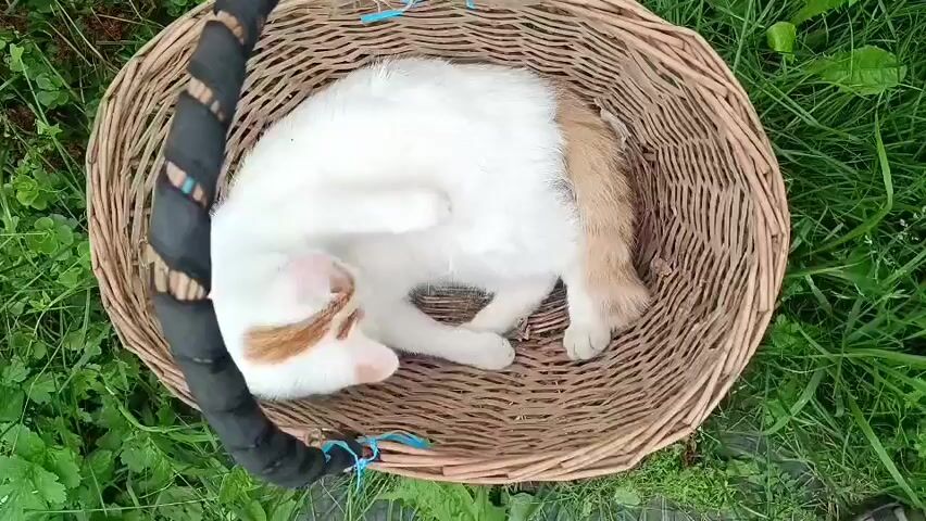 A white and orange cat is curled up in a woven basket surrounded by green grass and plants. The cat is grooming itself, with its head turned to its side and its paw raised. The basket has a black handle with blue string tied to it. The camera is positioned directly above the basket, looking down at the cat. The video is very short and does not show any significant changes in the scene.