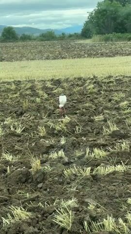 A white bird with black wings and red legs, identified as a stork, walks through a freshly plowed field. The ground is dark brown soil with stubble from a previous crop. The bird lowers its head and pecks at the ground, presumably foraging for food. In the background, another field of stubble is visible, and beyond that, trees and a cloudy sky.