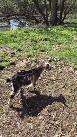The video shows a small black and brown goat walking across a grassy, partially wooded area, joined by two other goats, one white and one gray with white spots. The goats are in a field with trees, grass, and a wheelbarrow visible in the background. A person can be heard making a "meh" sound. The goats appear to be grazing in a natural setting.