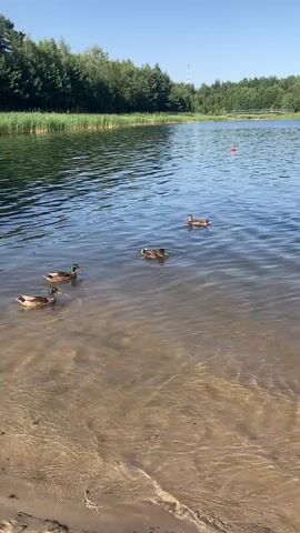 The video shows a serene lake scene under a clear blue sky. The foreground is dominated by shallow, clear water with a sandy bottom visible through the gentle ripples. On the left side of the frame, a sandy bank leads into the water. Further into the lake, four ducks are swimming in a loose formation, moving from left to right across the frame. The middle ground features the lake's calm surface, reflecting the bright sky. In the background, a dense line of green trees forms the shoreline, with a tall, white tower visible above the trees in the distance. Two red buoys and a white and red striped pole are also present in the water, marking an area. The overall atmosphere is peaceful and natural.