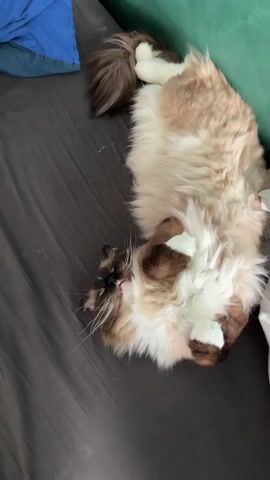A close-up vertical video shows a fluffy cat lying on its back on a dark gray blanket or bedding. The cat has distinctive white and brown fur, with a darker face, ears, paws, and tail, characteristic of a colorpoint breed like a Ragdoll or Himalayan. Its eyes are a striking blue, and it has long white whiskers.

A human hand enters the frame and gently strokes the cat's white, fluffy belly. The cat appears relaxed and content, with its mouth slightly open, showing a small pink tongue, and its eyes half-closed or blinking slowly. Soft purring or meowing sounds can be heard, indicating the cat is enjoying the interaction and petting. The cat's tail is visible at the top of the frame.