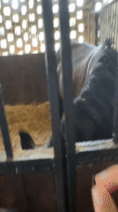 Up-close stable moments with horses in Sochi