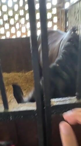 Up-close stable moments with horses in Sochi