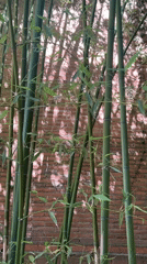 Barcelona resident captures urban vegetation: bamboo and trees