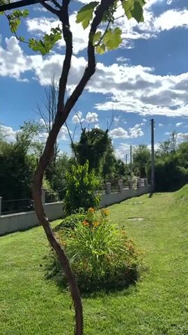 The video pans across a green lawn under a blue sky with white clouds. In the foreground, on the left, a vine wraps around a tree trunk. On the right, a sloping lawn leads up to a line of trees and bushes. In the middle ground, a small ornamental tree with a conical shape stands to the left of center. A red fire hydrant is visible near it. To the right of the conical tree, a young tree with red and green foliage is planted. Two garden gnomes are situated near the base of this tree. A stone fence with a metal railing runs horizontally across the background. A utility pole is visible behind the fence on the left. The scene appears to be a backyard or park area.