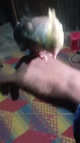 A cockatiel is perched on a person's arm. The bird is light gray with a yellow crest and orange patches on its cheeks. The person's arm is visible, and they are wearing a blue shirt with a patterned sleeve. The background is dark and appears to be indoors, with a colorful mat on the floor and a corrugated metal wall in the distance.