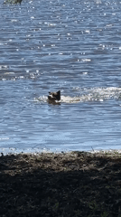 Dogs swim in Vancouver park pond as visitors relax nearby